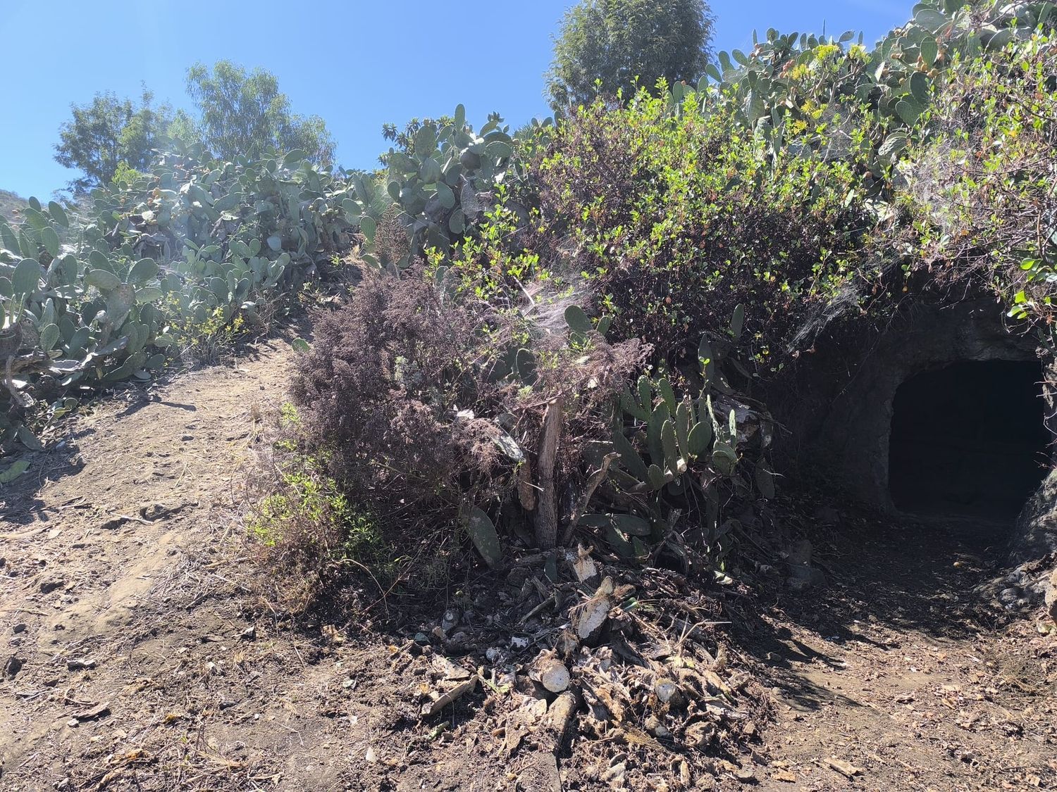 Terrenos en Vega de San Mateo — imagen 23