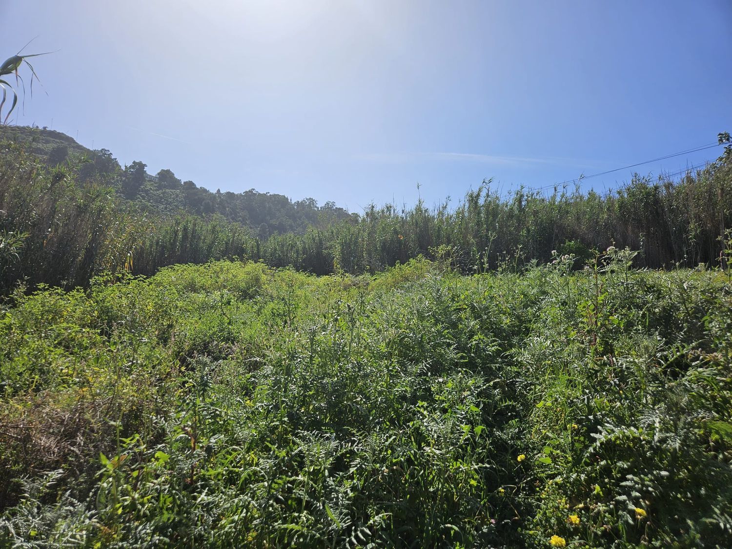Terrenos en Arucas — imagen 2