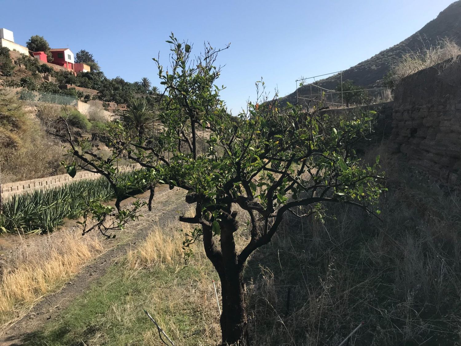 Casas rústicas en Telde — imagen 31