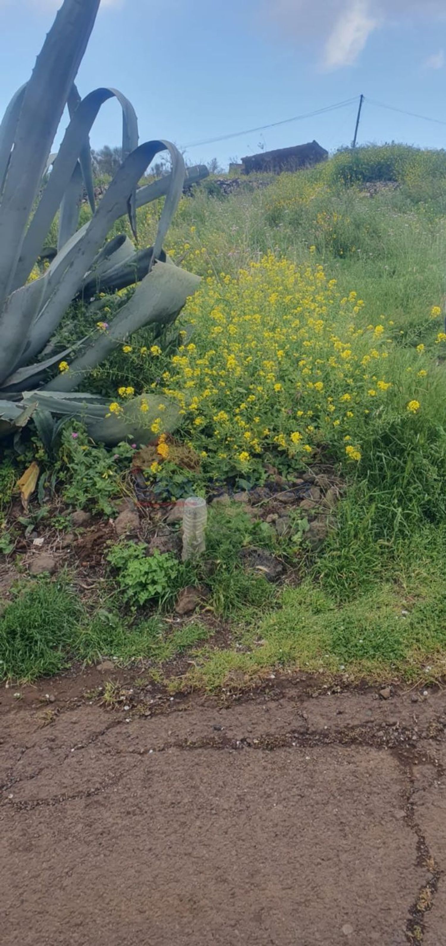 Terrenos en Rosario, El — imagen 7