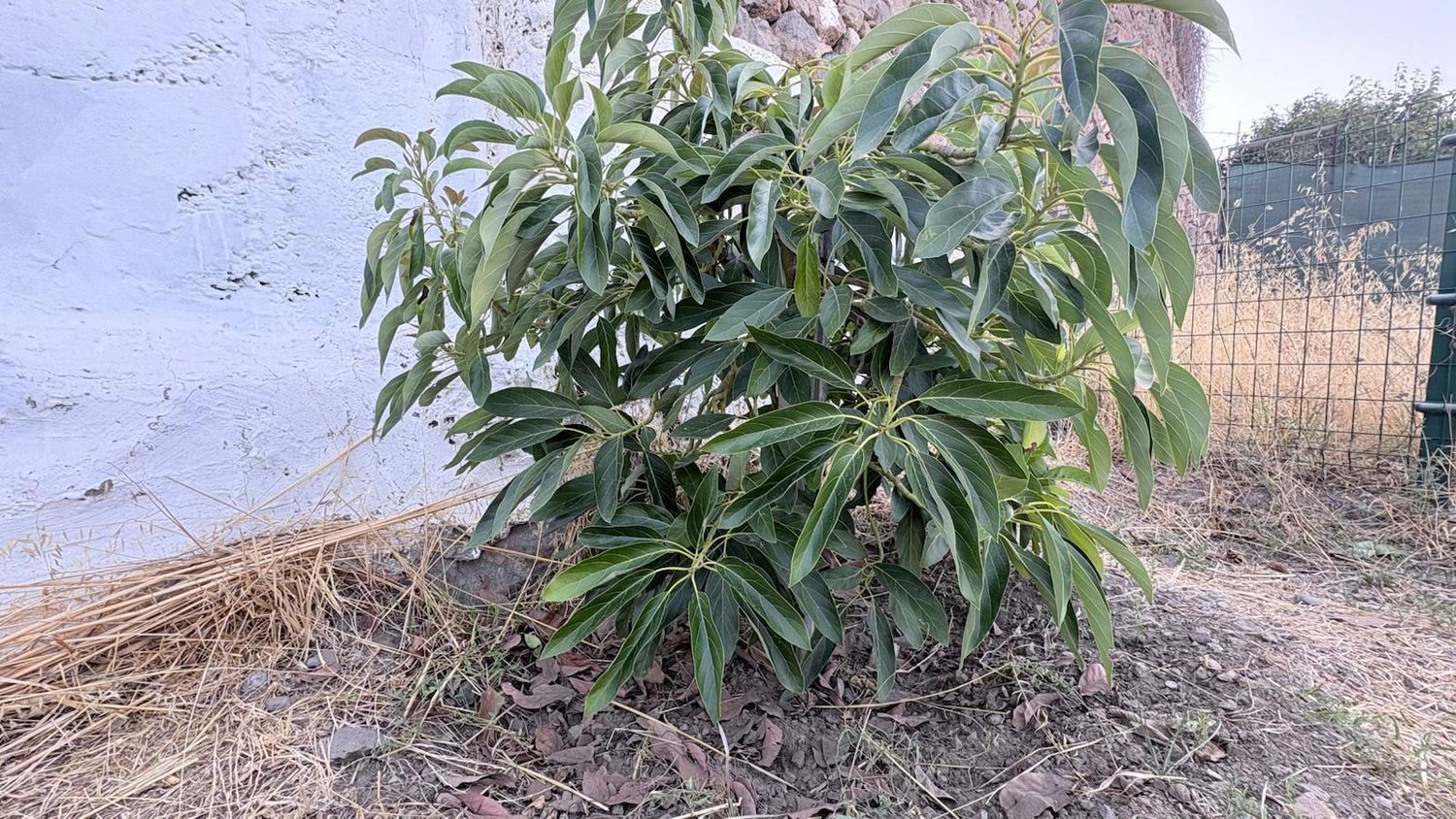 Pareados en Tejeda — imagen 18