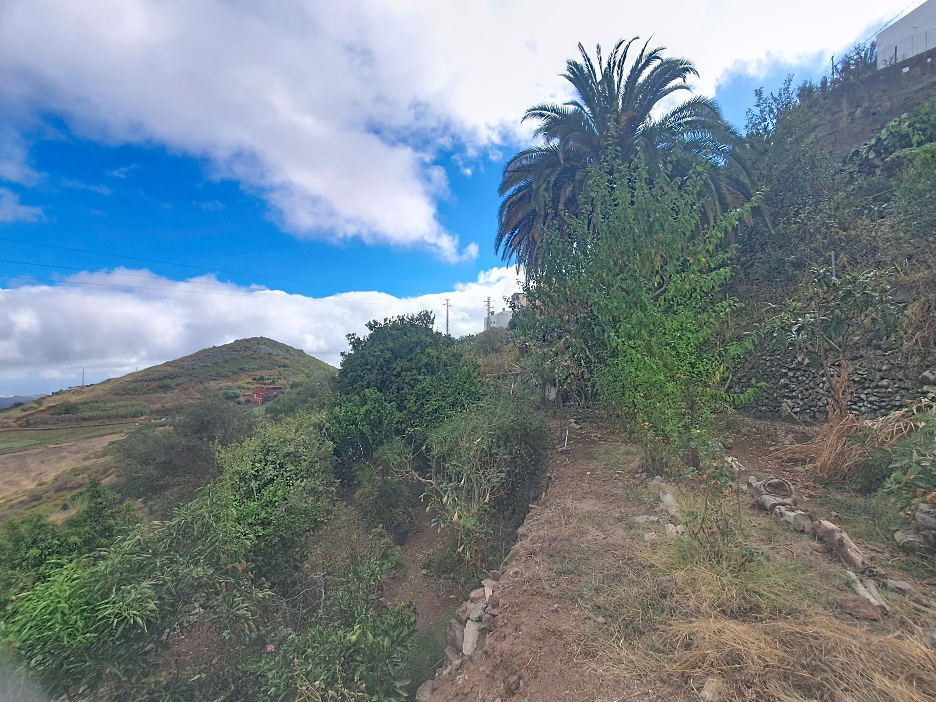 Independientes en Vega de San Mateo, Islas canarias — imagen 18
