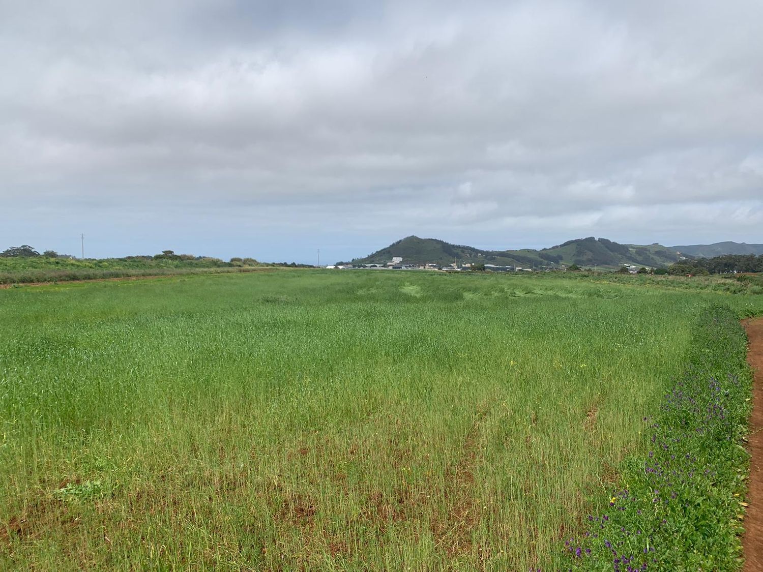 Terrenos en San Cristóbal de La Laguna, LA LAGUNA — imagen 5