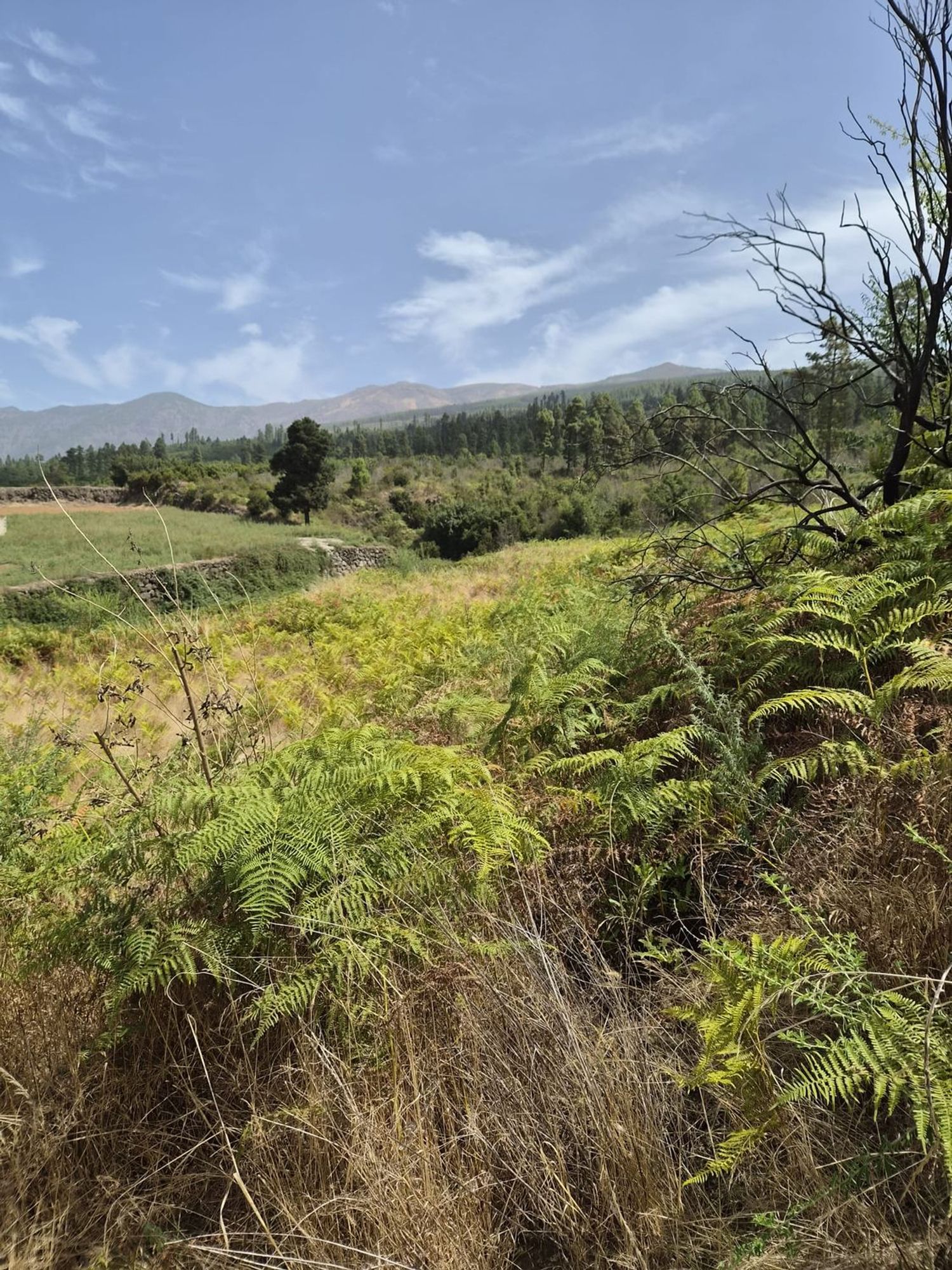 Terrenos en Orotava, La — imagen 1