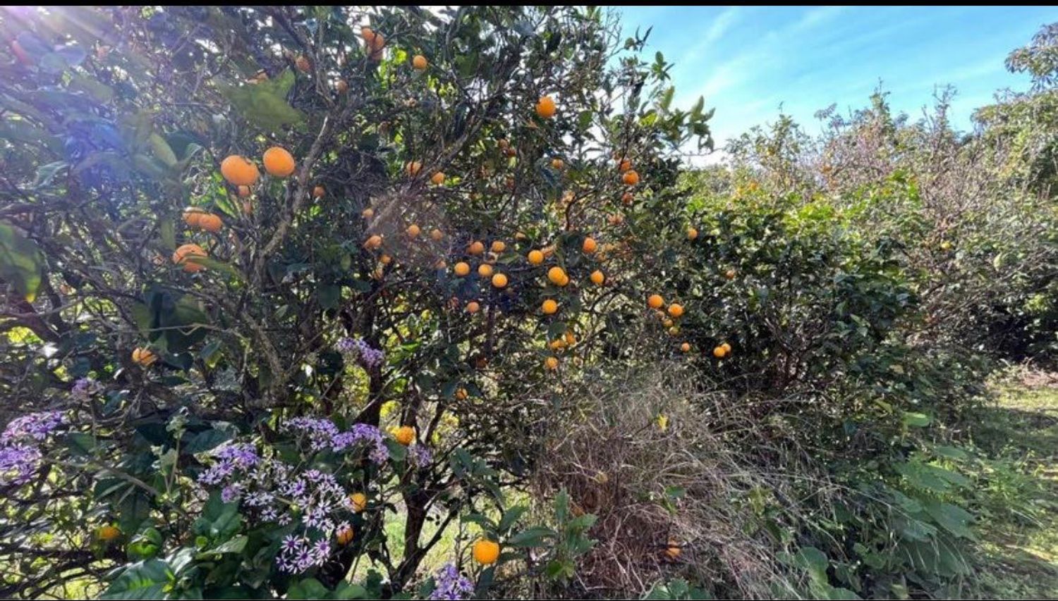 Terrenos en Palmas de Gran Canaria, Las, San Lorenzo — imagen 4