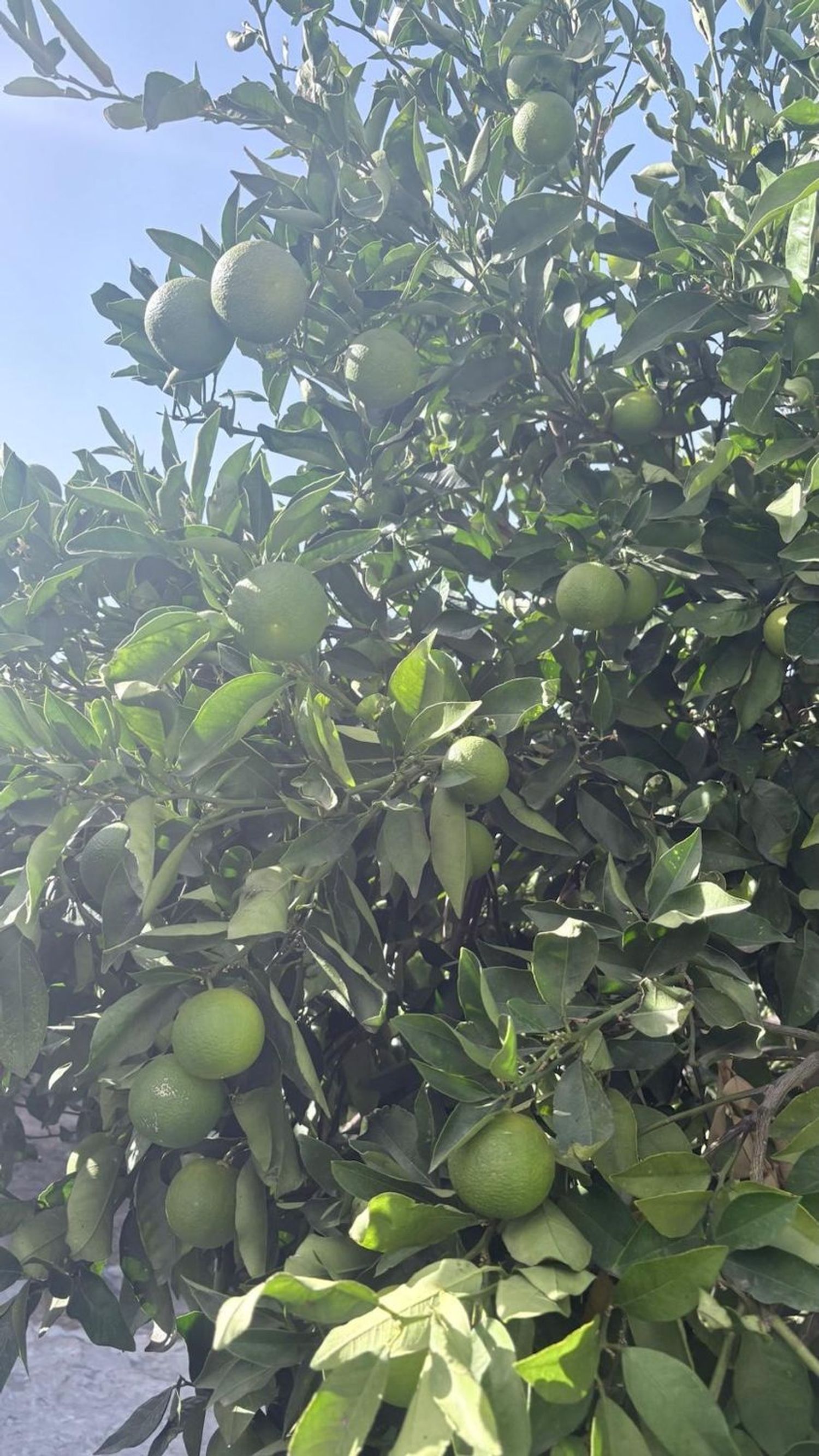 Pareados en Tejeda — imagen 16