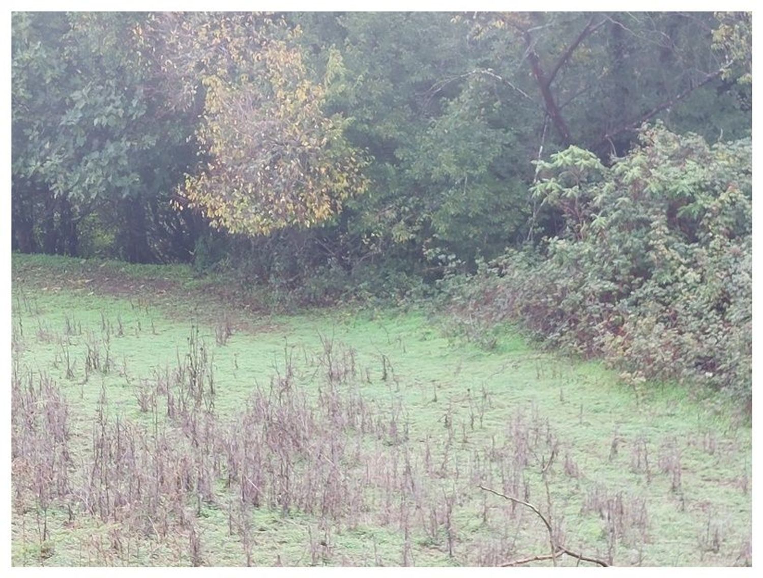 Terrenos en Moya — imagen 18