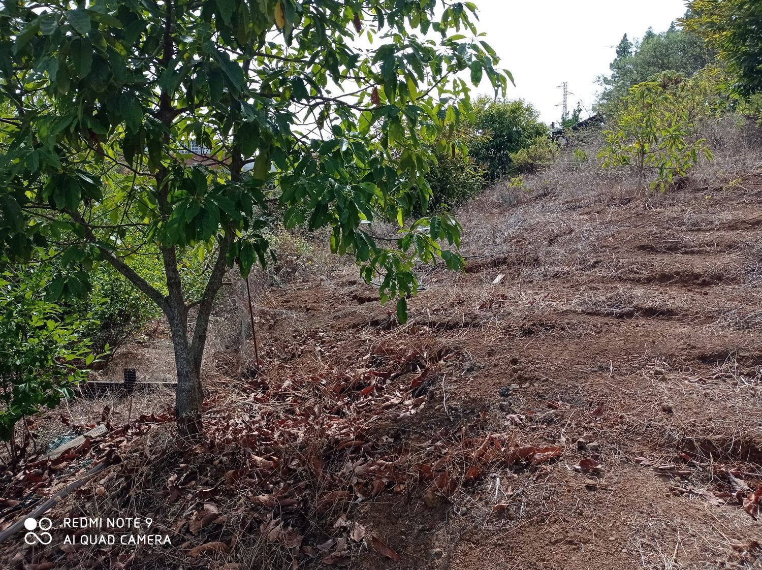 Terrenos en Moya — imagen 5