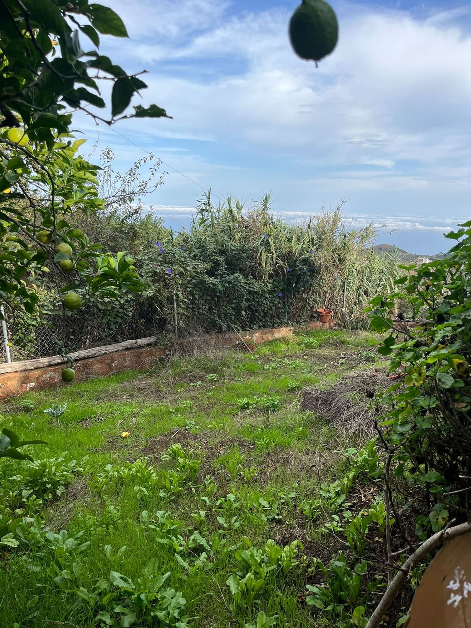 Independientes en Santa María de Guía de Gran Canaria — imagen 11