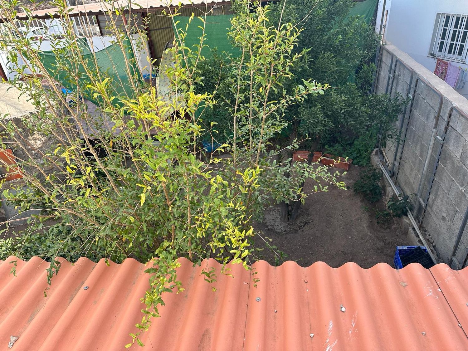 Pareados en Mogán — imagen 29