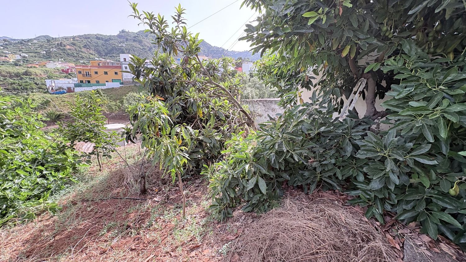 Pareados en Teror — imagen 21
