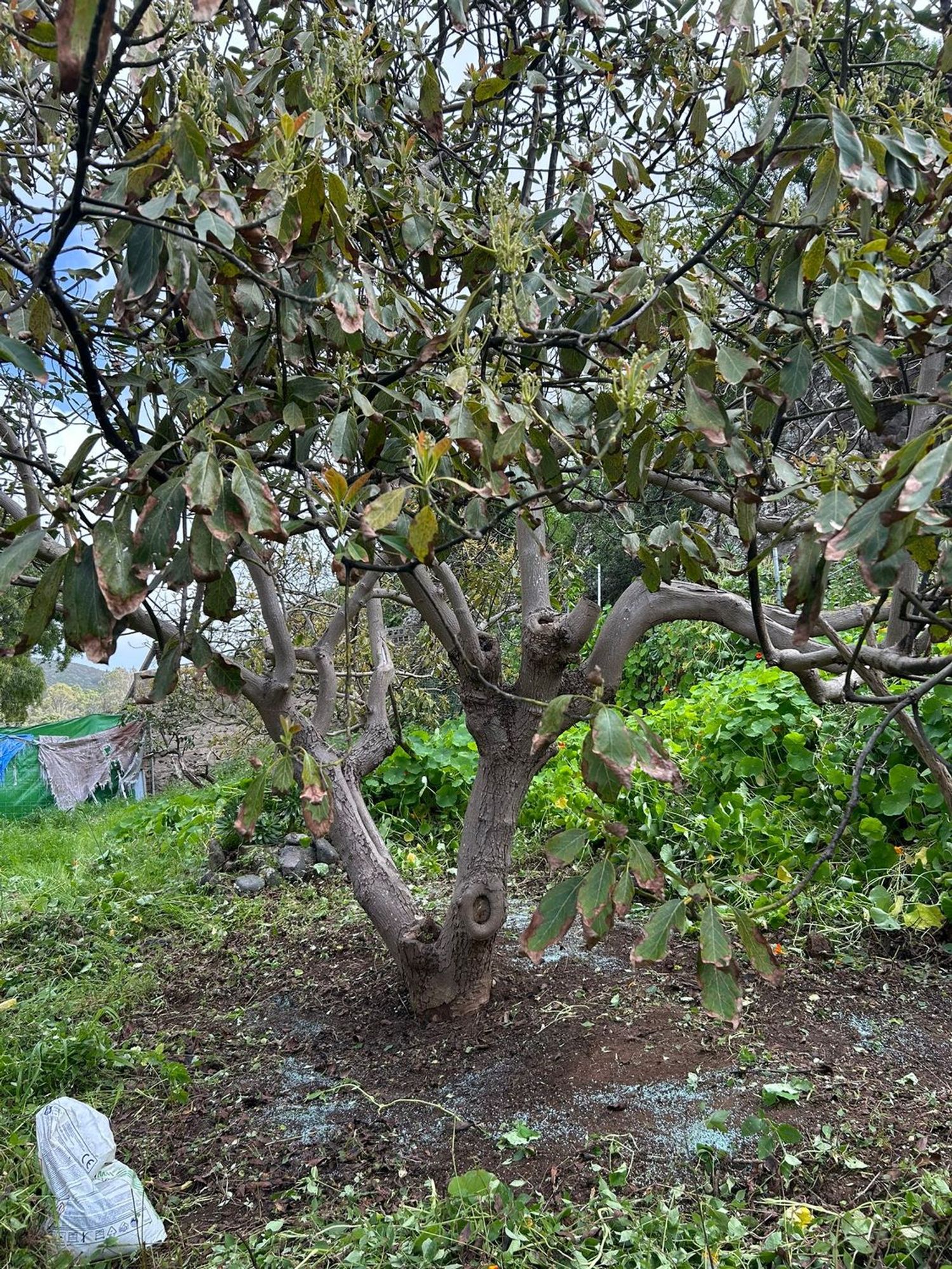Terrenos en Palmas de Gran Canaria, Las, San Lorenzo — imagen 4