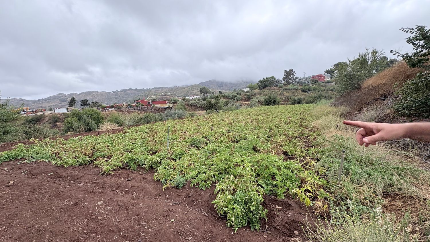 Terrenos en Vega de San Mateo — imagen 16