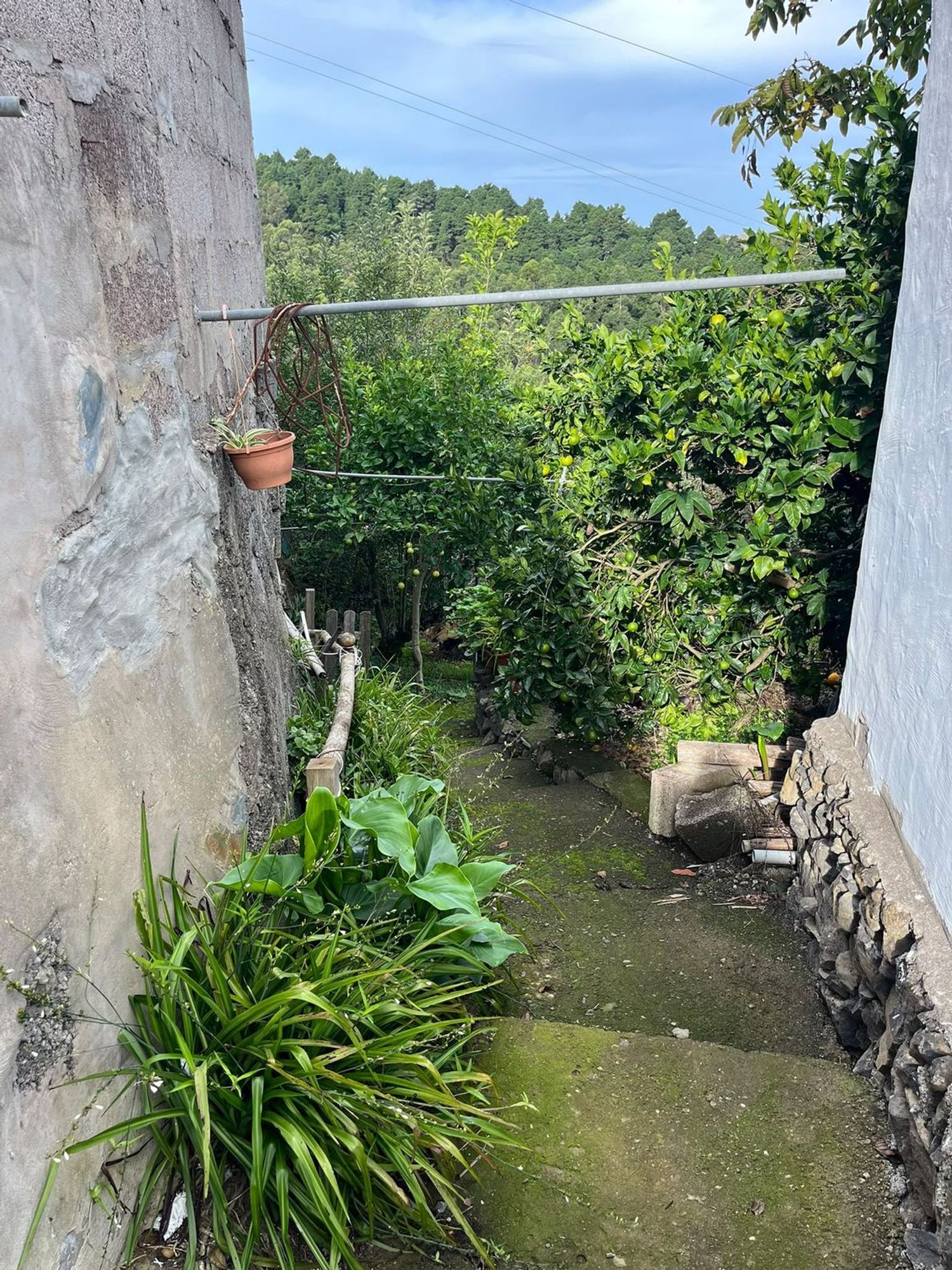 Independientes en Santa María de Guía de Gran Canaria — imagen 12