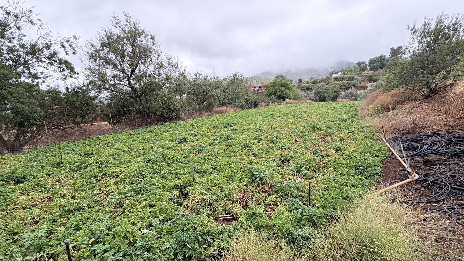 Terrenos en Vega de San Mateo — imagen 8