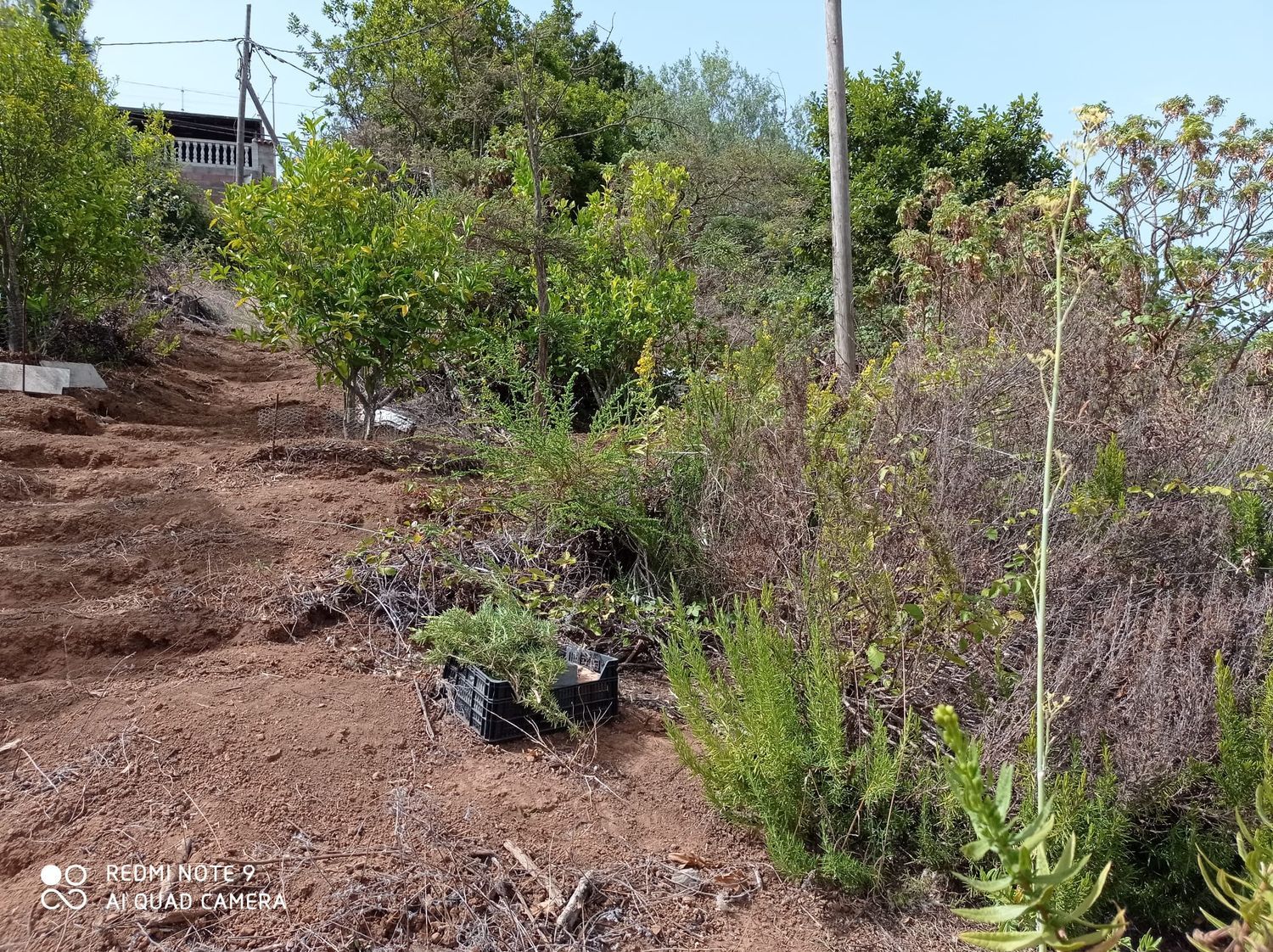 Terrenos en Moya — imagen 15
