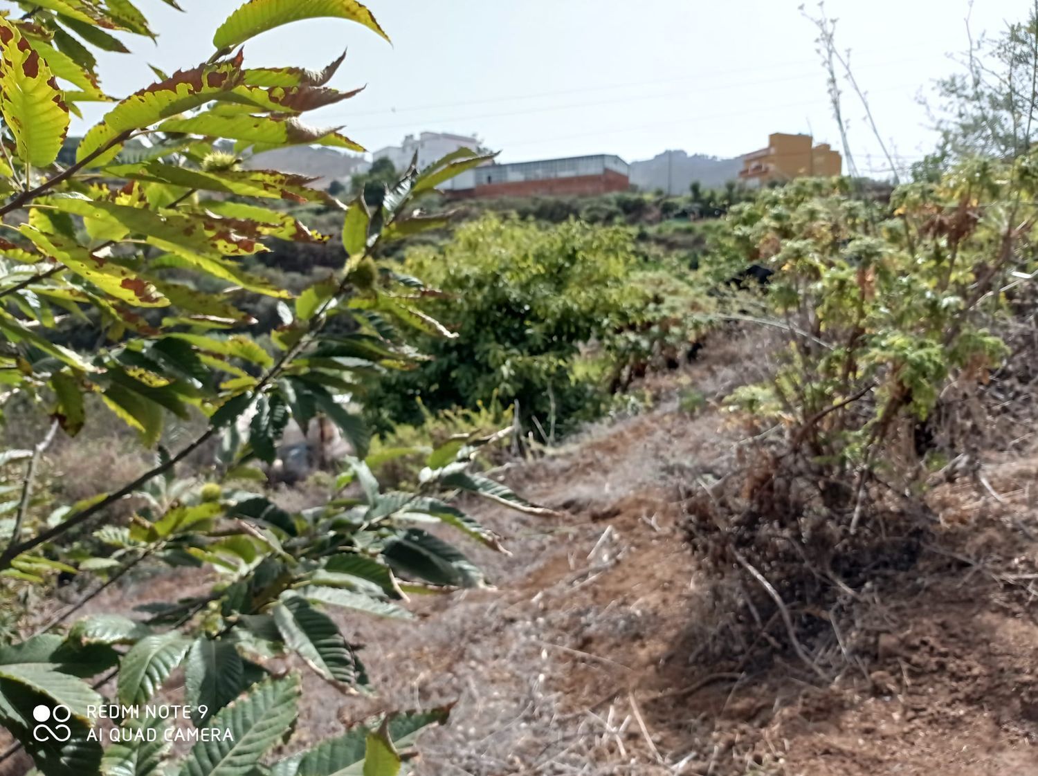 Terrenos en Moya — imagen 81