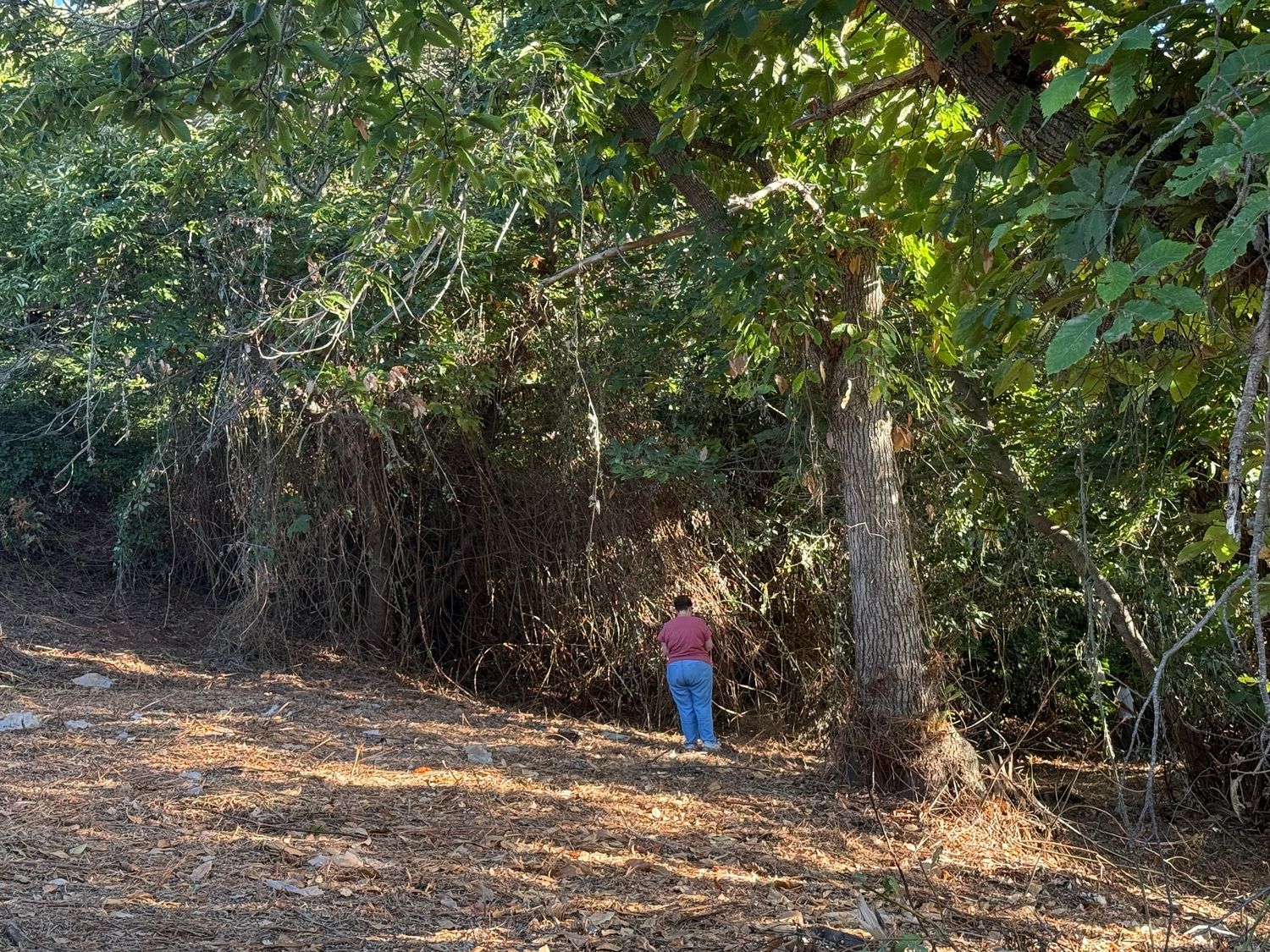 Terrenos en Matanza de Acentejo, La — imagen 13