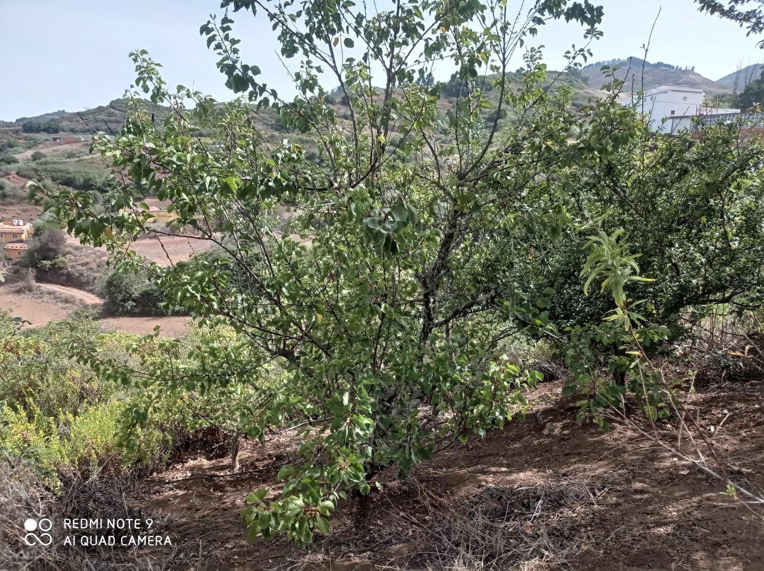 Terrenos en Moya — imagen 30