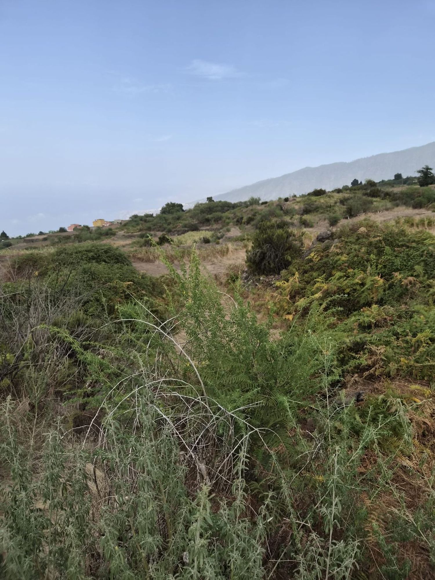 Terrenos en Orotava, La — imagen 6