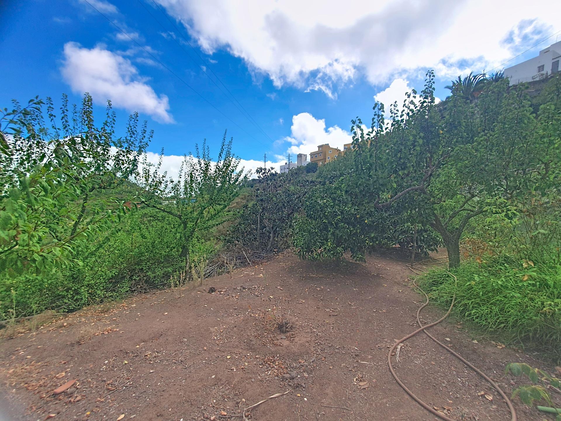 Independientes en Vega de San Mateo, Islas canarias — imagen 23