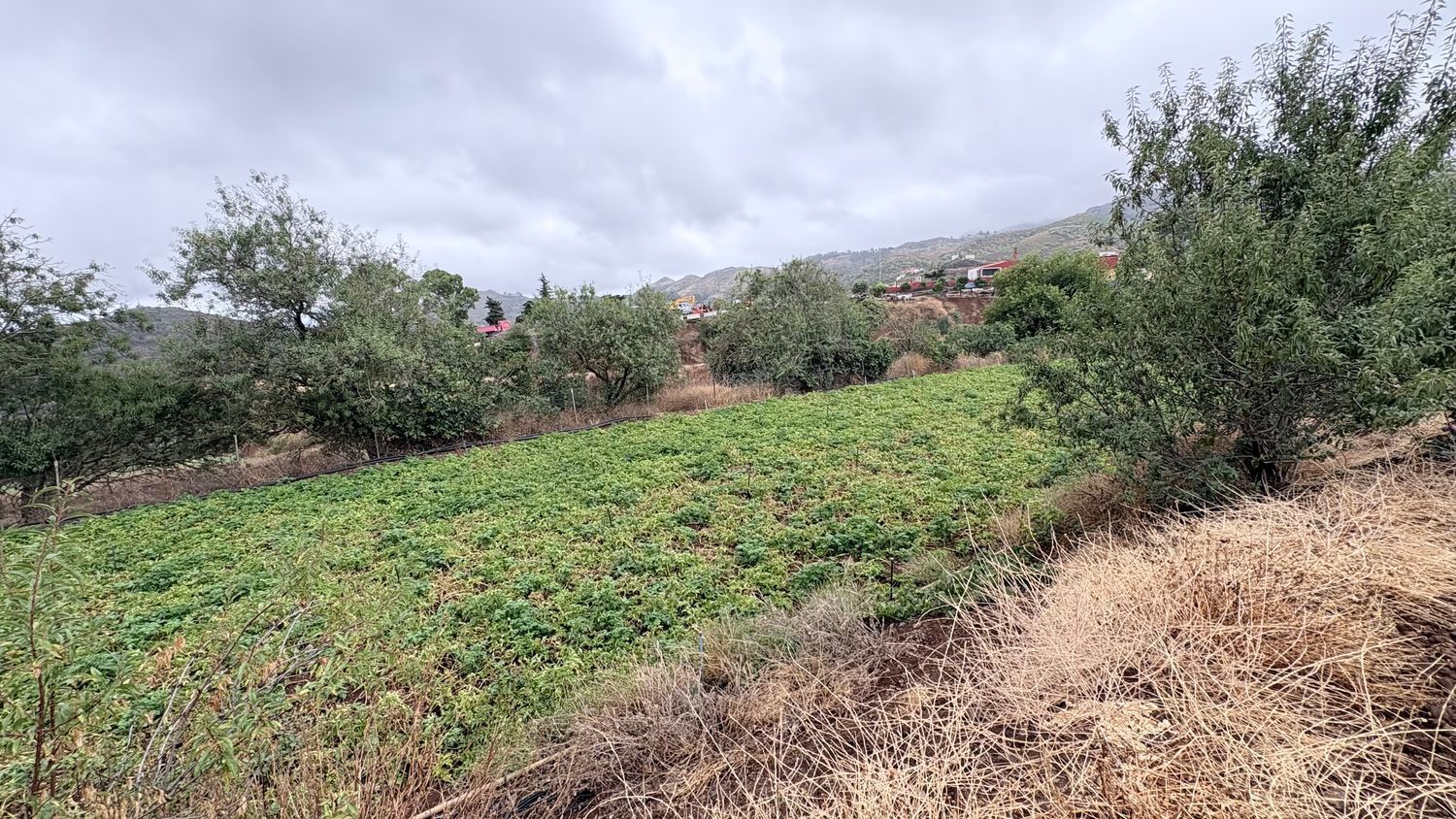 Terrenos en Vega de San Mateo — imagen 15