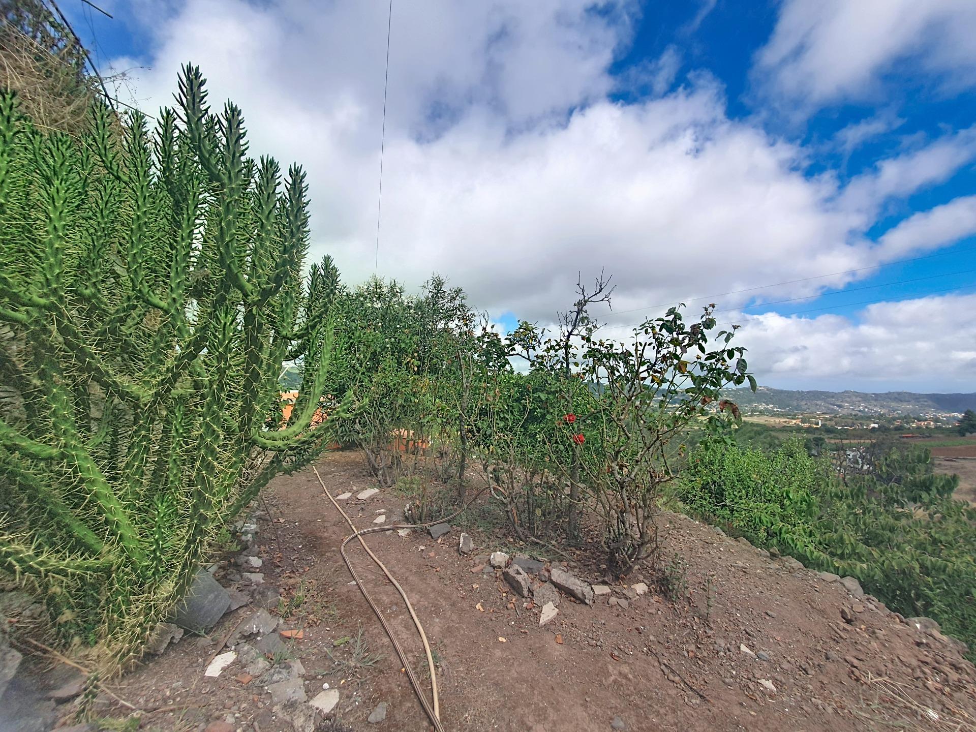 Independientes en Vega de San Mateo, Islas canarias — imagen 20