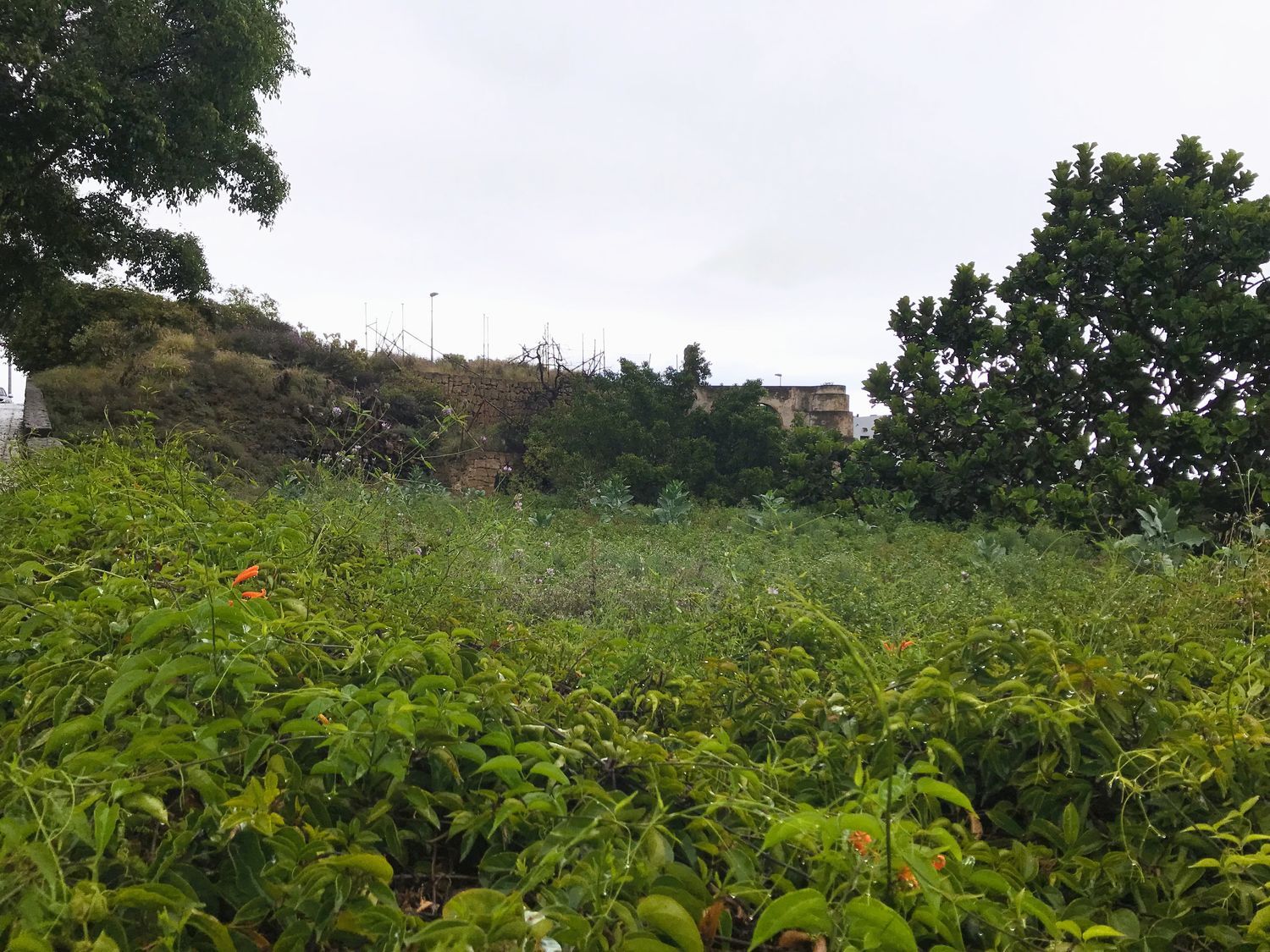 Terrenos en Güímar — imagen 15