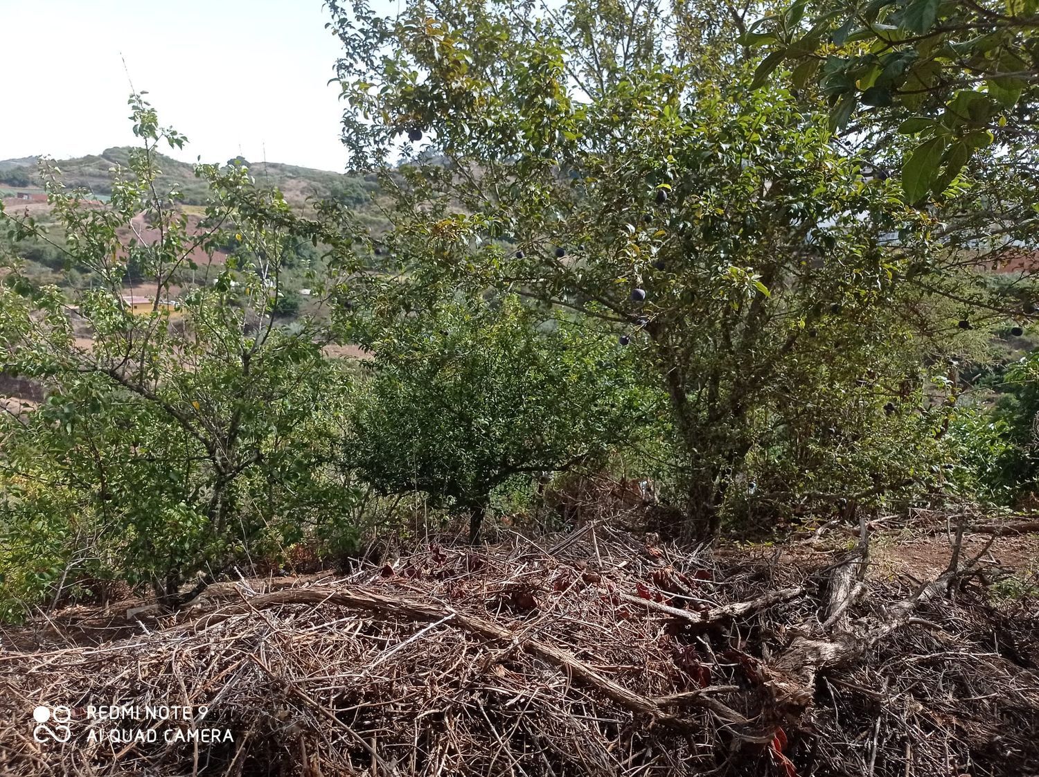 Terrenos en Moya — imagen 18