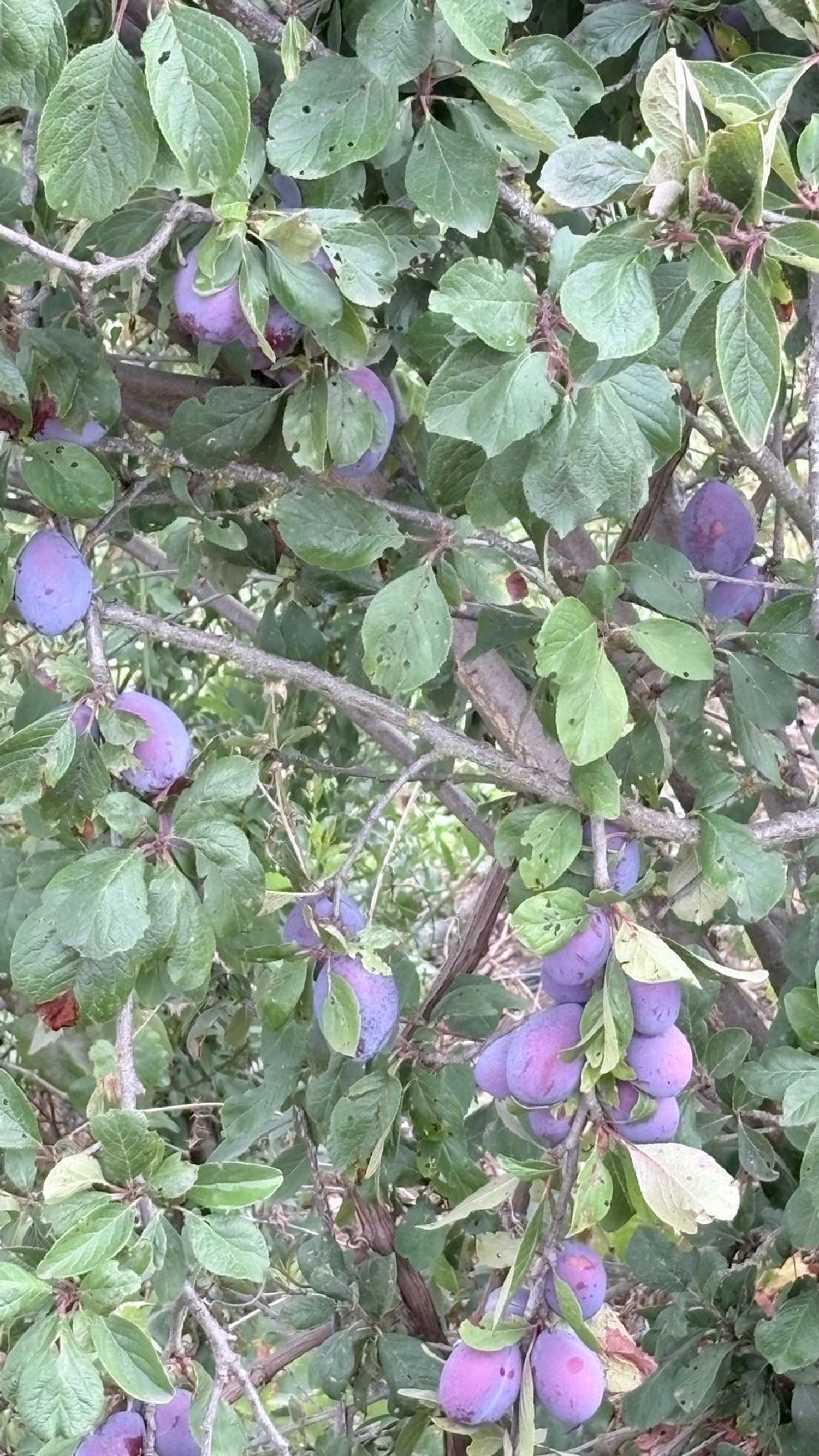 Terrenos en Vega de San Mateo — imagen 13