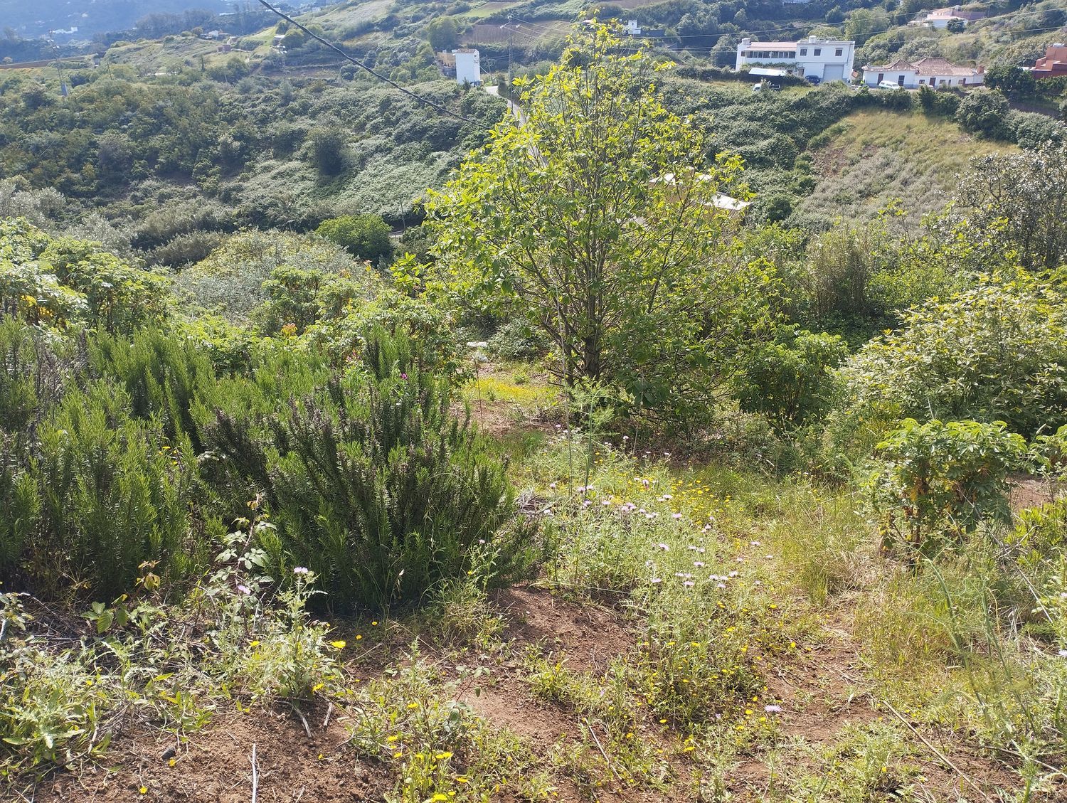 Terrenos en Moya — imagen 34