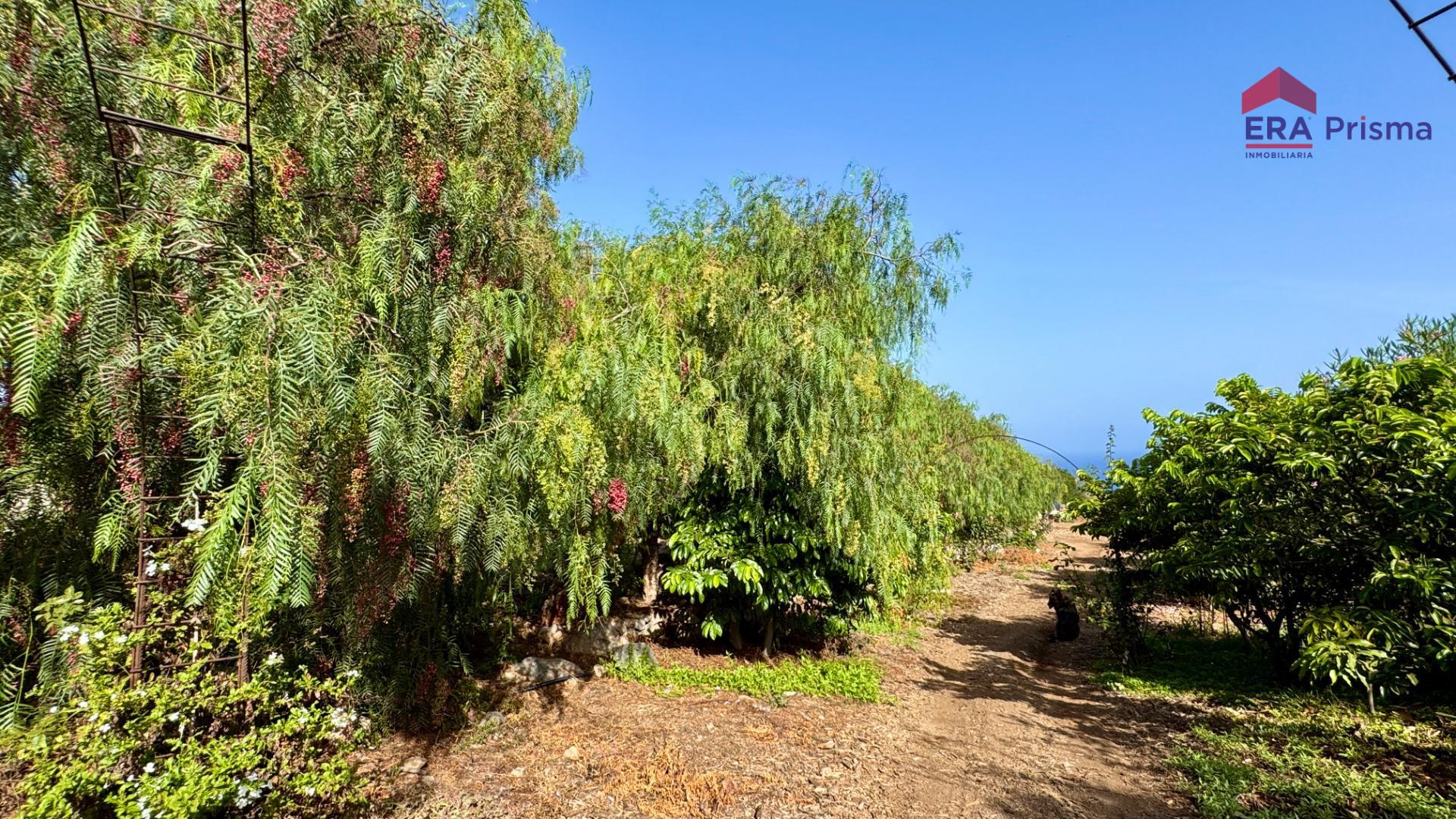 Casas rústicas en Buenavista del Norte, Buenavista del norte pueblo tenerife — imagen 25