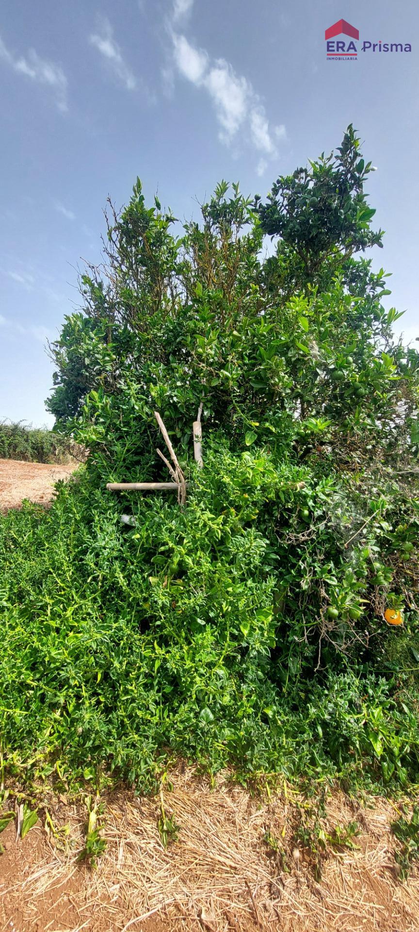 Casas rústicas en San Cristóbal de La Laguna, Los Baldíos — imagen 22