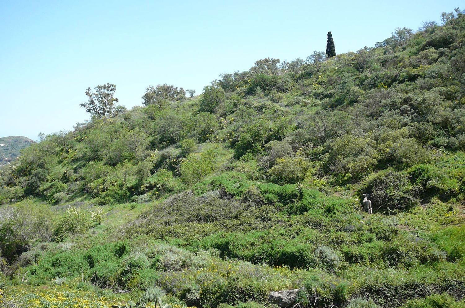 Terrenos en Vega de San Mateo — imagen 3