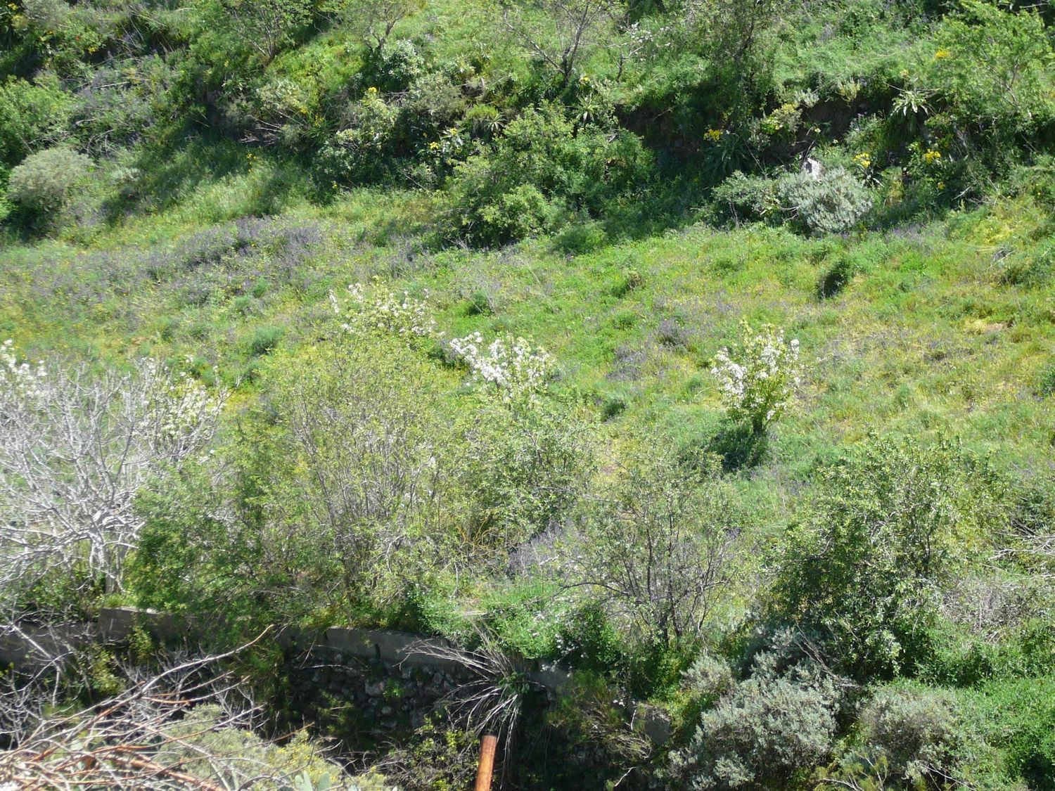 Terrenos en Vega de San Mateo — imagen 7