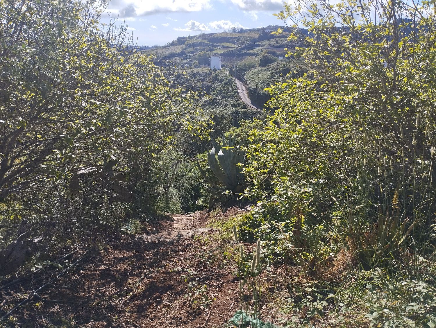 Terrenos en Moya — imagen 63
