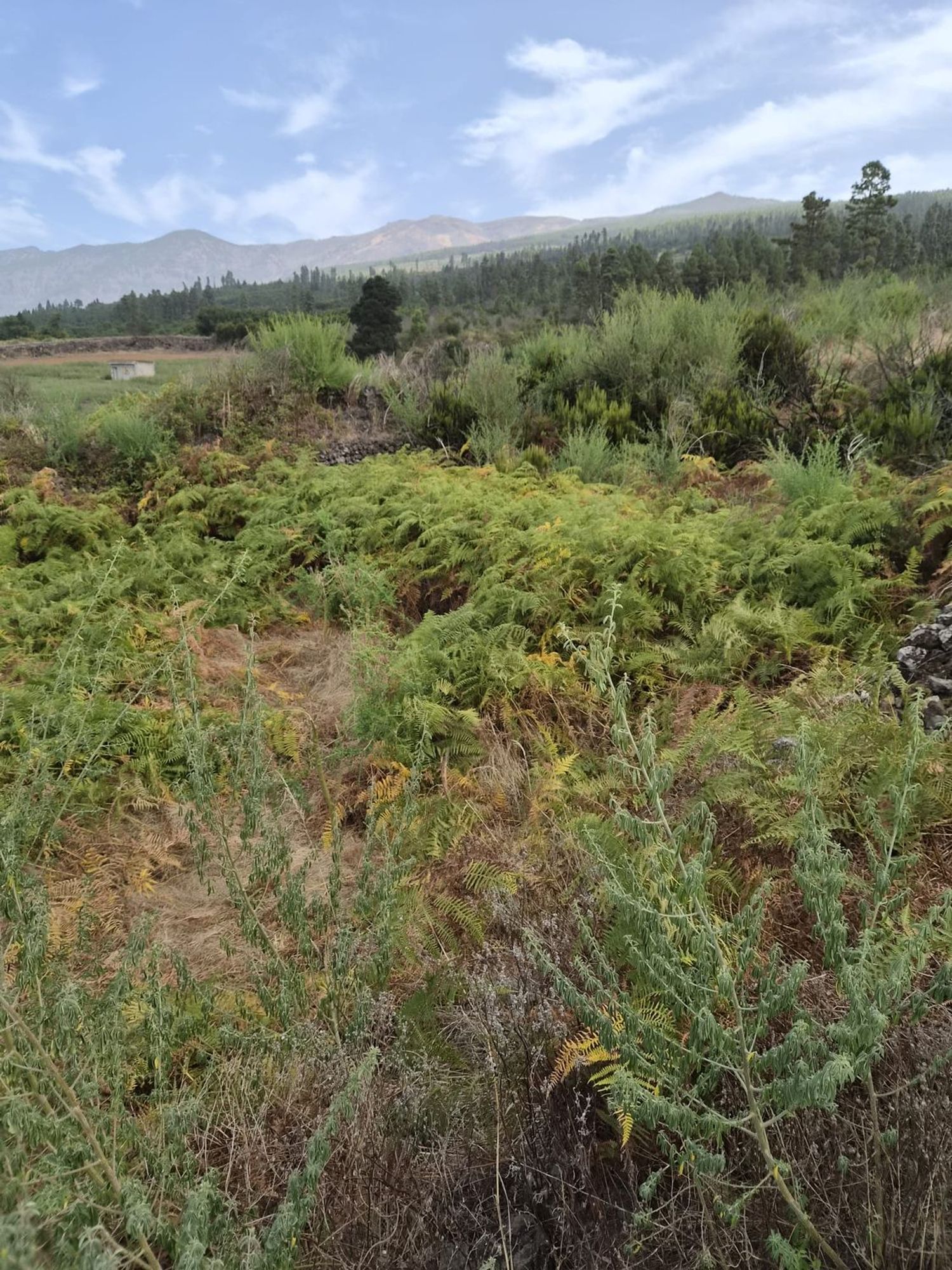 Terrenos en Orotava, La — imagen 2