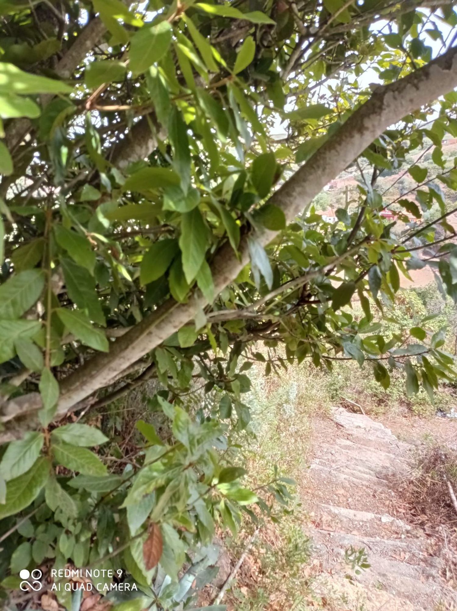 Terrenos en Moya — imagen 17