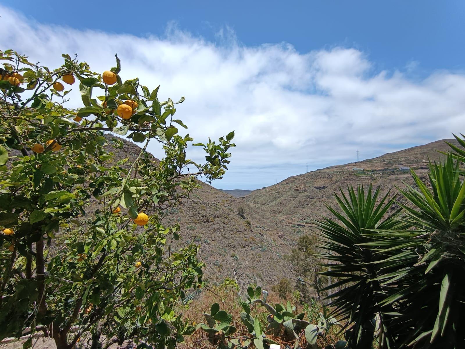 Casas rústicas en Valsequillo de Gran Canaria, La barrera gran canaria — imagen 21