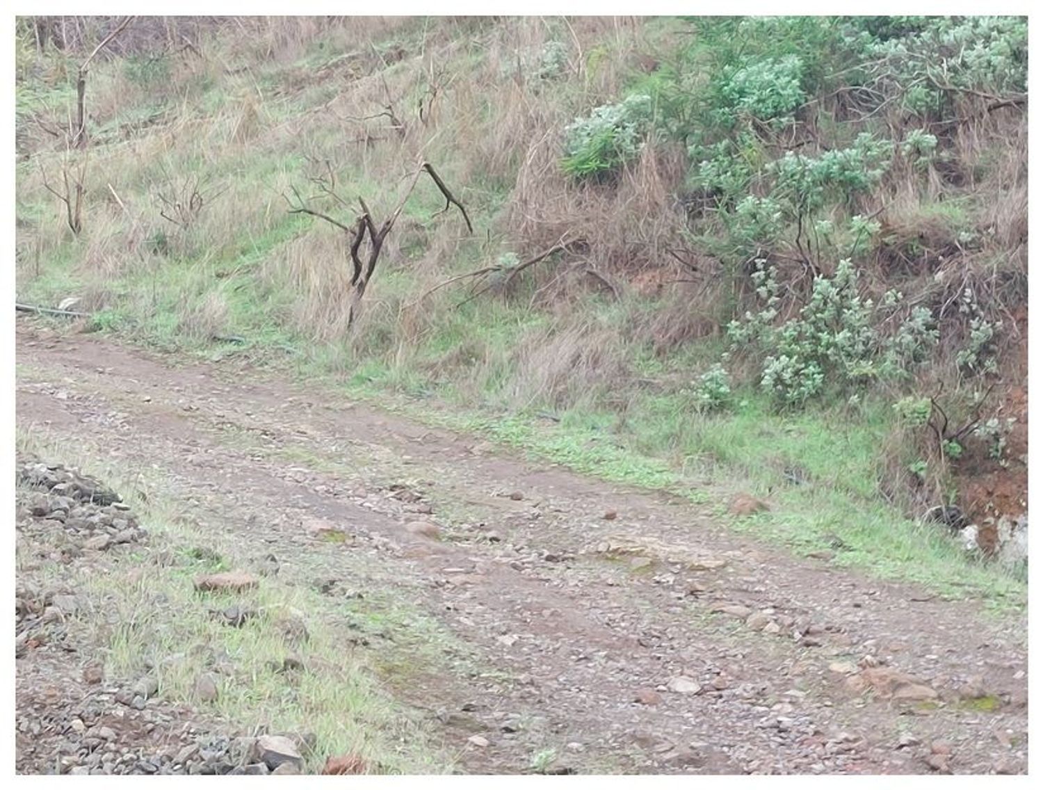Terrenos en Moya — imagen 19