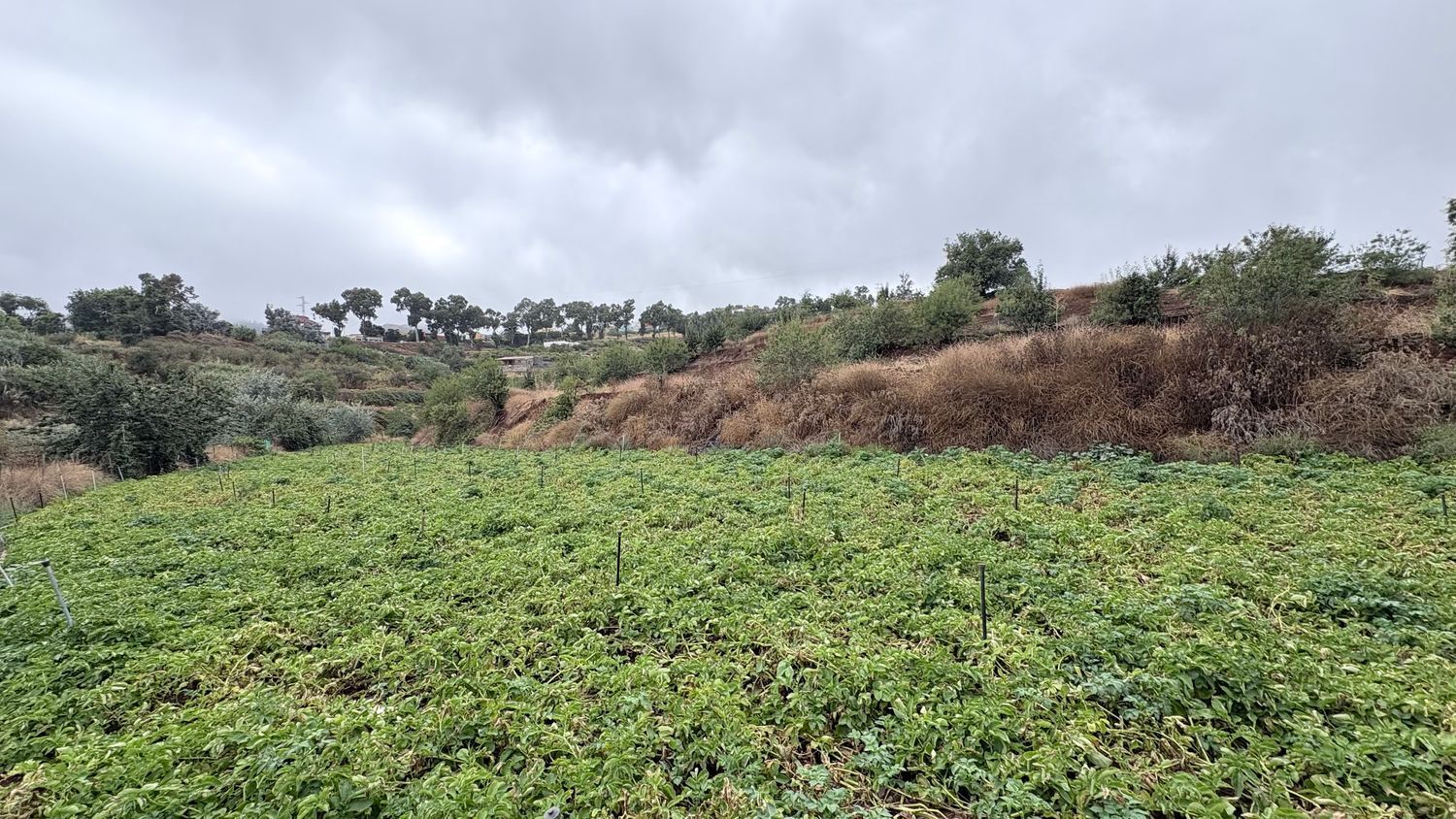 Terrenos en Vega de San Mateo — imagen 2