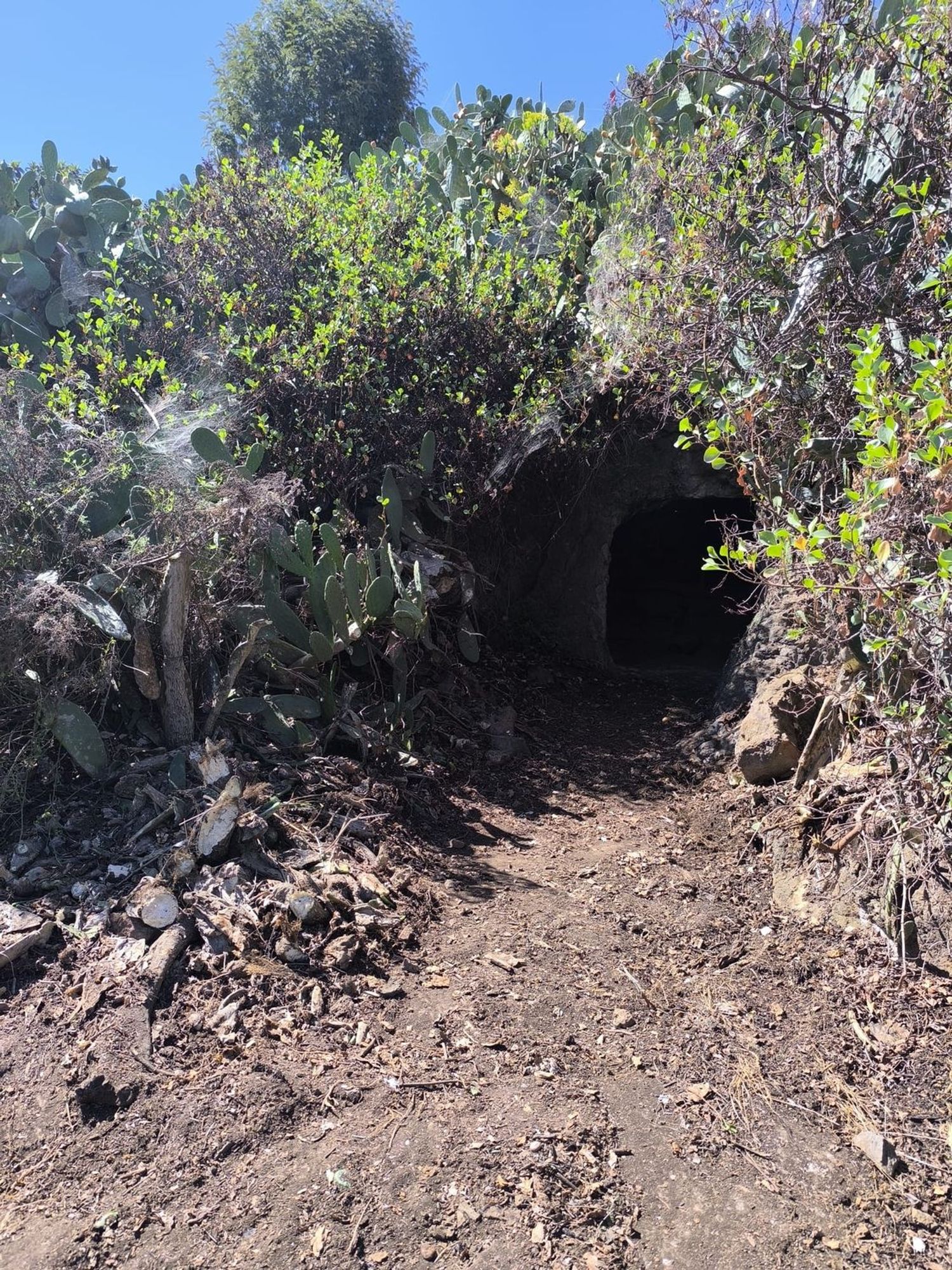 Terrenos en Vega de San Mateo — imagen 16