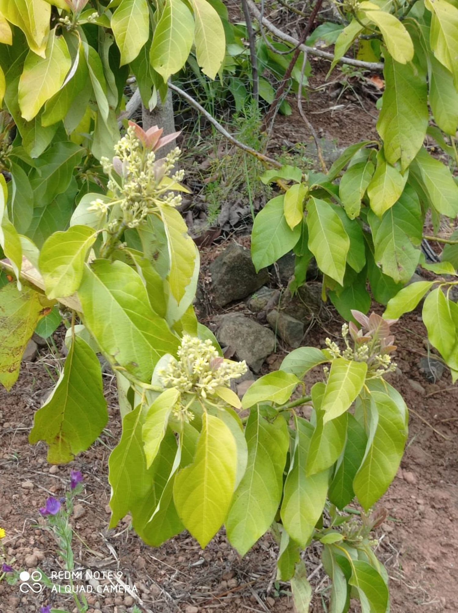 Terrenos en Moya — imagen 72