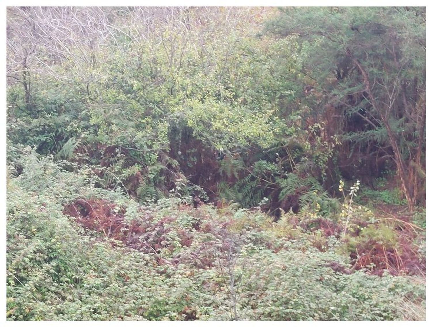 Terrenos en Moya — imagen 4