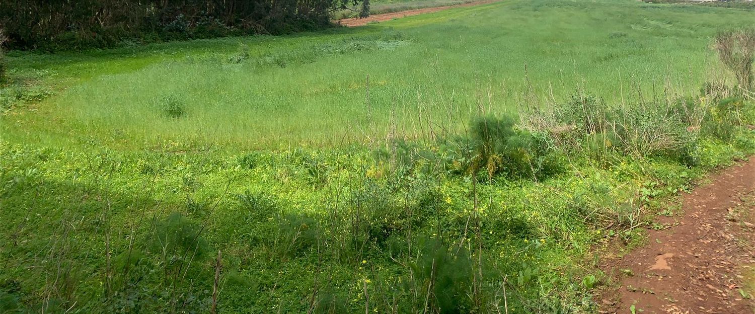 Terrenos en San Cristóbal de La Laguna, LA LAGUNA — imagen 4