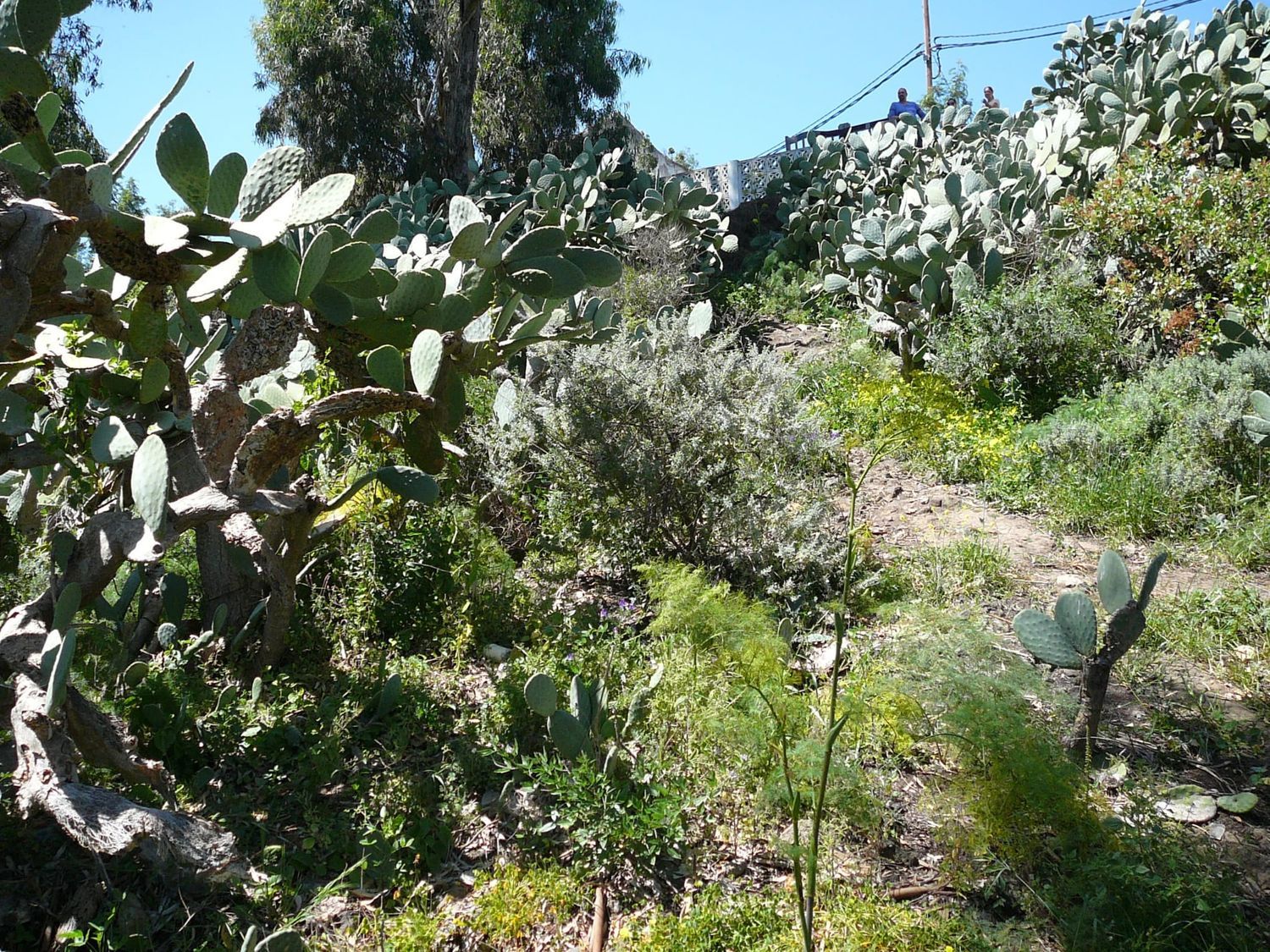 Terrenos en Vega de San Mateo — imagen 8