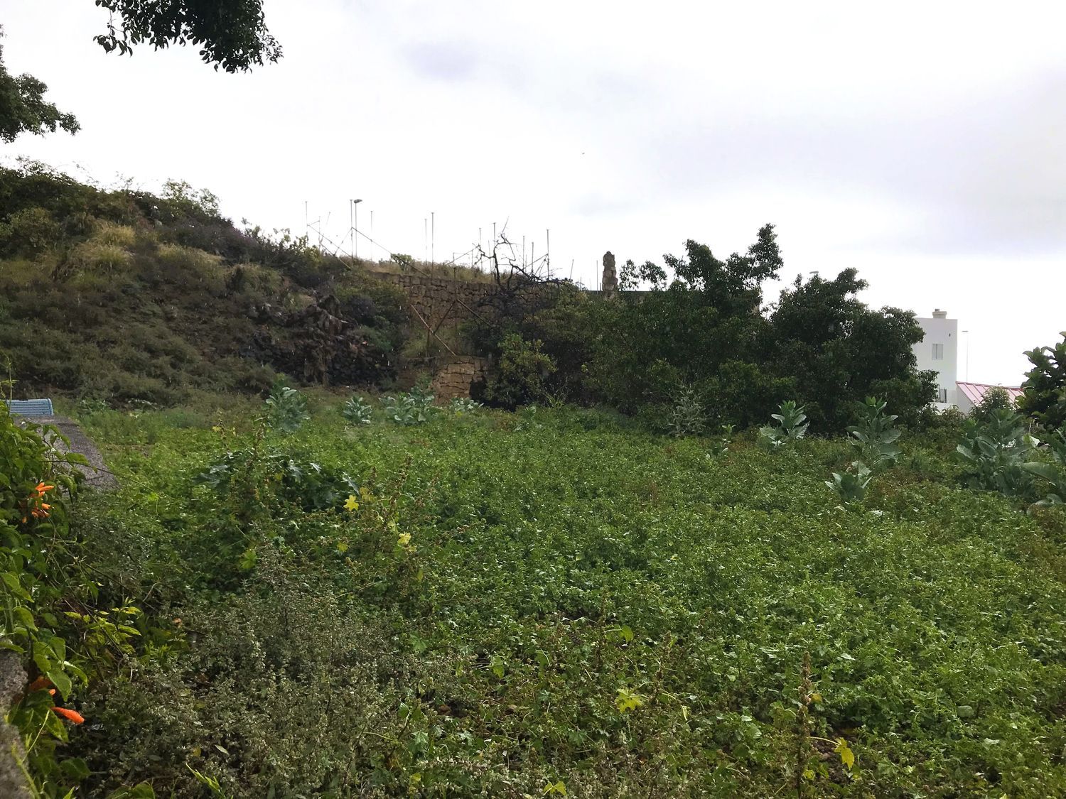 Terrenos en Güímar — imagen 13