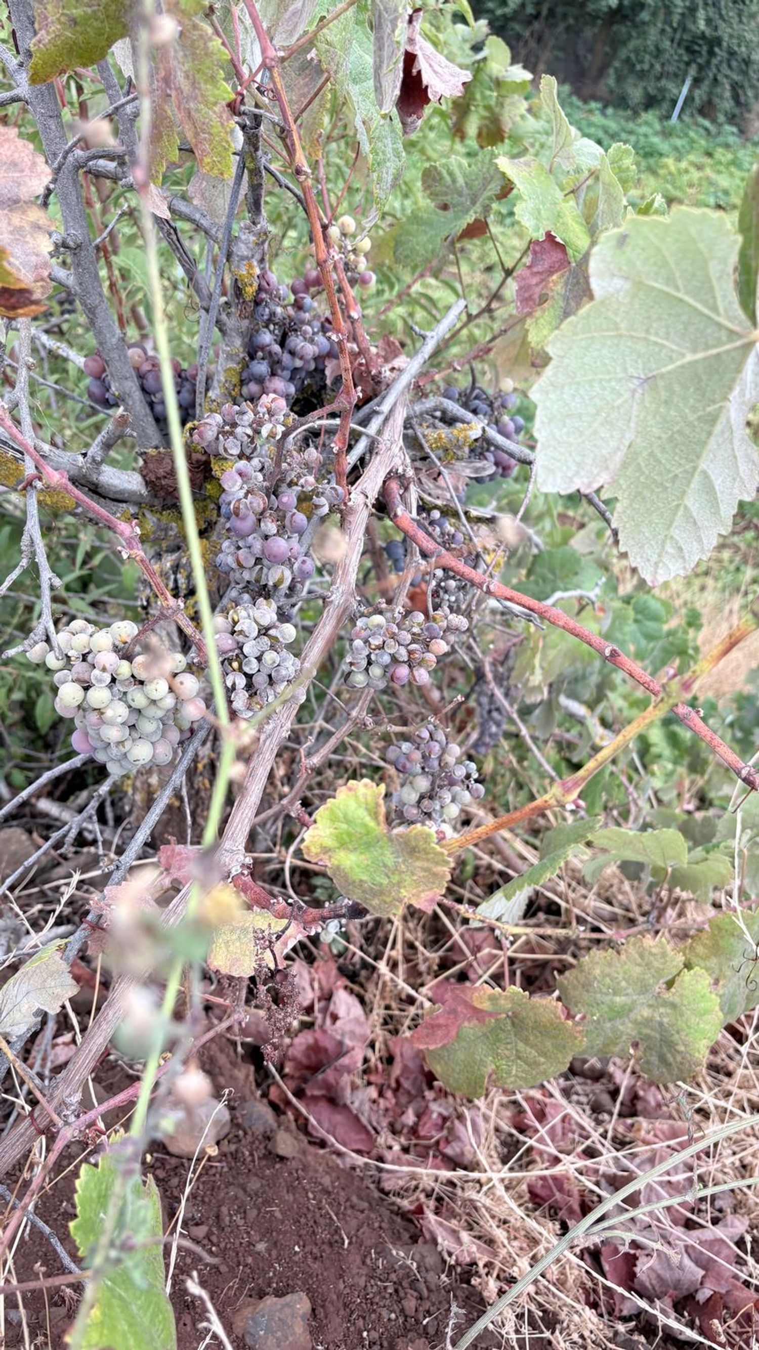 Terrenos en Vega de San Mateo — imagen 14