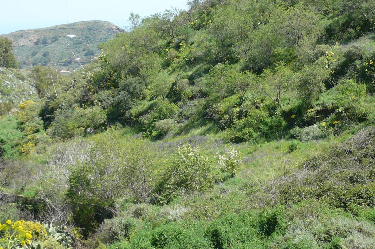 Terrenos en Vega de San Mateo — imagen 4