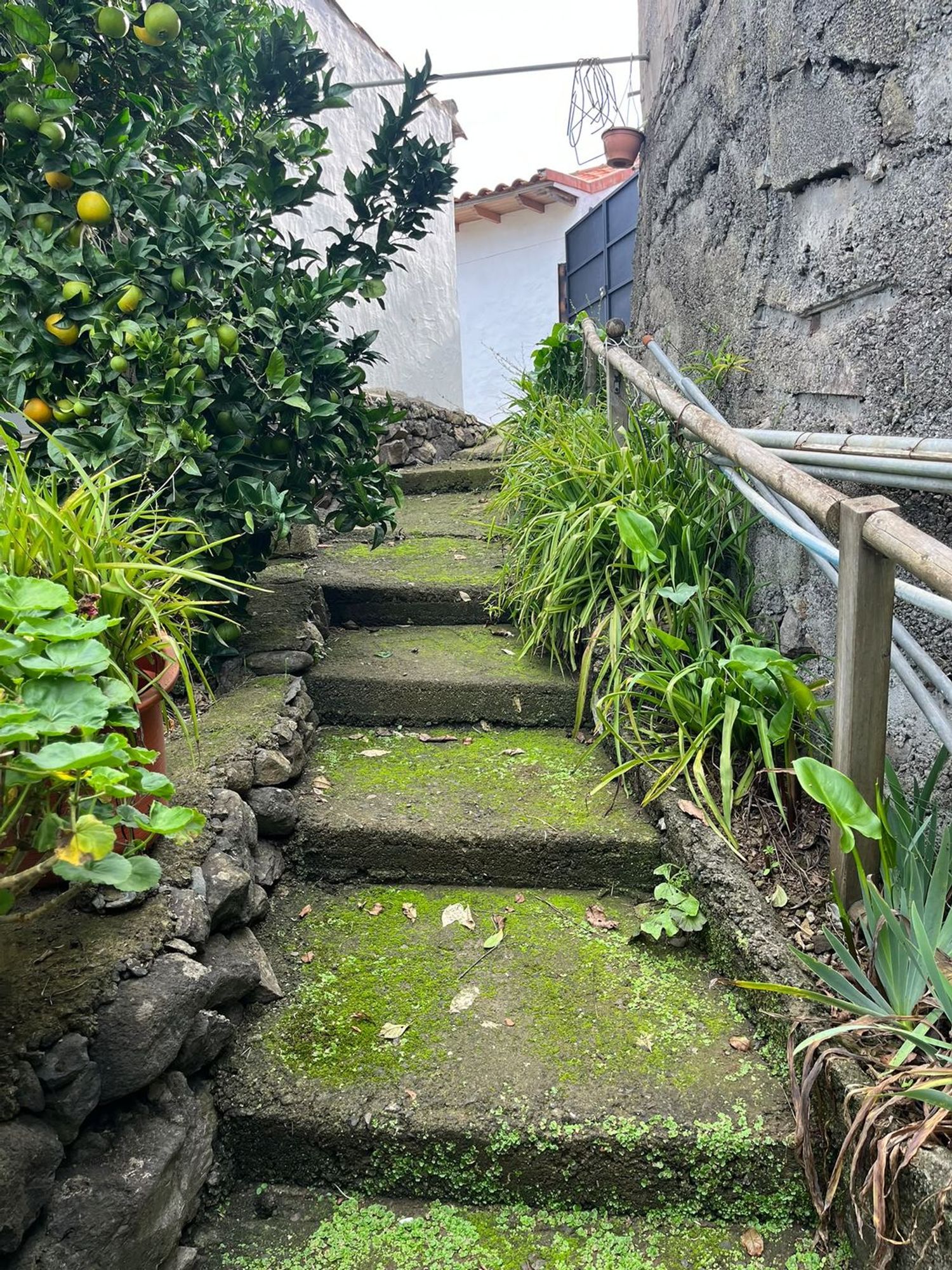 Independientes en Santa María de Guía de Gran Canaria — imagen 8